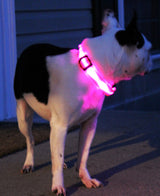 Buy 1 Get 1! - Safety Glowing Dog Collars and Leashes By Pet Lovers Club